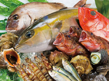 瀬戸内海鮮料理 白壁